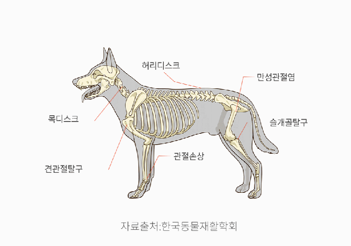 반려견 운동기구 튼튼짐볼+홀더 (단품/세트)-상품이미지-9